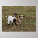 Baby Goats Poster
