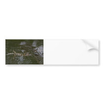 Baby Goes for a Swim Bumper Sticker