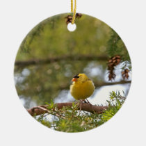 Baby Goldfinch Photo ornaments