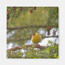 Baby Goldfinch Photo magnets