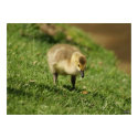 Baby Goose Looking at Baby Mushroom Photo Print