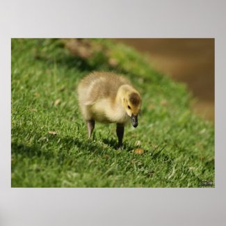 Baby Goose Looking at Baby Mushroom Photo Print print