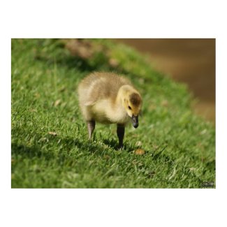 Baby Goose Looking at Baby Mushroom Photo Print print