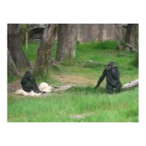 baby gorilla 002 canvas posters