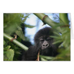 Baby Gorilla Greeting Card