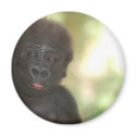 Baby Gorilla Magnet