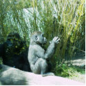 Baby Gorilla Photosculpture