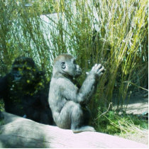Baby Gorilla Photosculpture
