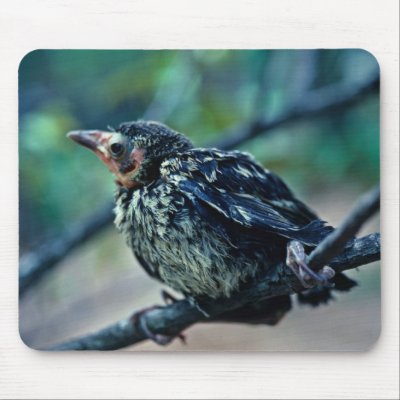 Baby Grackle Mousepad by animalpark