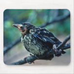 Baby Grackle mousepads