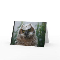 Baby Great-Horned Owl Cards