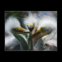 Baby Great White Egrets postcards