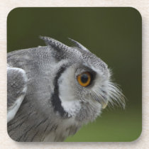 Baby Grey Owl Coaster