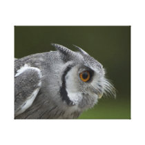 Baby Grey Owl Gallery Wrap Canvas