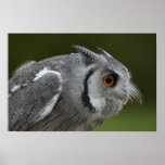 Baby Grey Owl Print