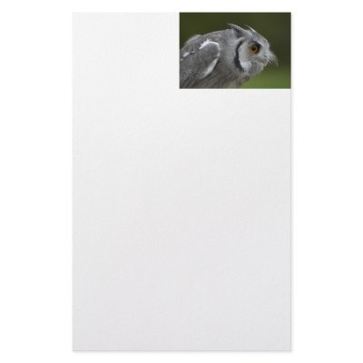 Baby Grey Owl Personalized Stationery by PhotographyByPixie