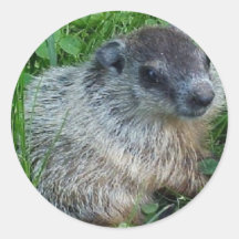 Baby Groundhog Sticker