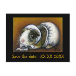 Baby Guinea Pig Post Cards