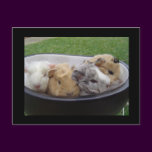 baby guinea pigs