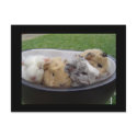 baby guinea pigs postcards