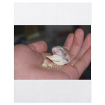 baby_hamster_eating_chips flyer design