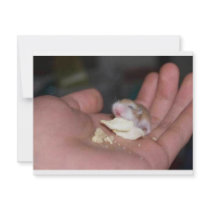 baby_hamster_eating_chips invitations by hazeleyes92 baby_hamster_eating_chips invitations