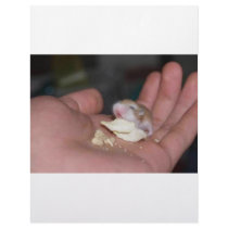 baby_hamster_eating_chips letterhead by hazeleyes92 baby_hamster_eating_chips letterhead