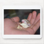 baby_hamster_eating_chips mousepad