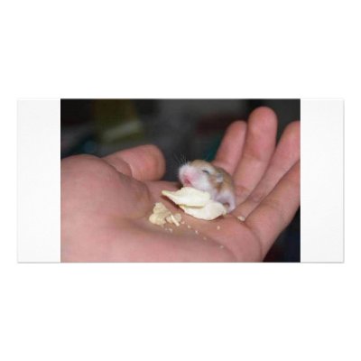 baby_hamster_eating_chips personalized photo card by hazeleyes92