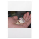 baby_hamster_eating_chips stationery paper
