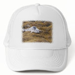 Baby Harbor Seal Baseball Hat