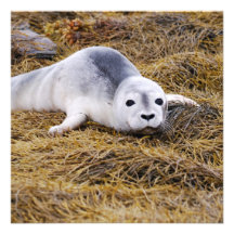 Baby Harbor Seal Invitations