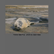 Baby Harbor Seal Pup t-shirts