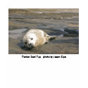 Baby Harbor Seal Pup t-shirts