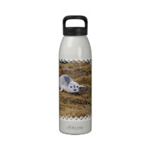 Baby Harbor Seal Water Bottle