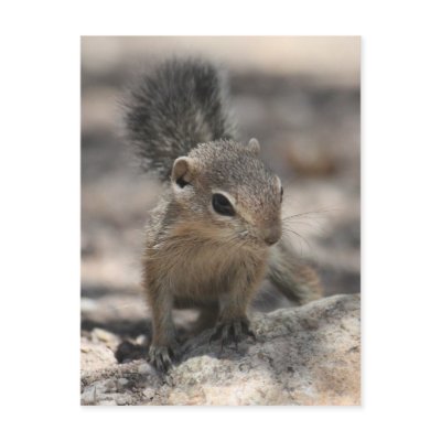 Baby Harris' Antelope Squirrel Postcards by poozybear