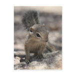 Baby Harris' Antelope Squirrel Postcards