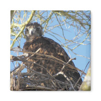 Baby Hawk magnets by Congress_Arizona Baby Hawk magnets