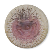 Baby Hedgehog Ball Refrigerator Magnet