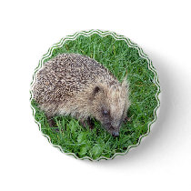 Baby Hedgehog Button