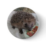 Baby Hedgehog Button