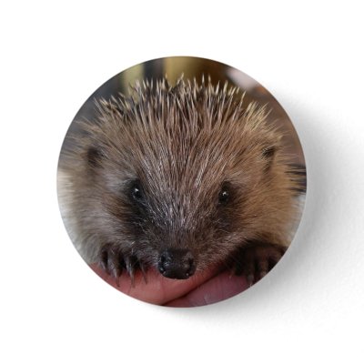 Baby Hedgehog Button by RossHeywood
