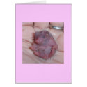 baby hedgehog cards