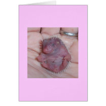 baby hedgehog cards