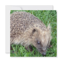 Baby Hedgehog Invitations