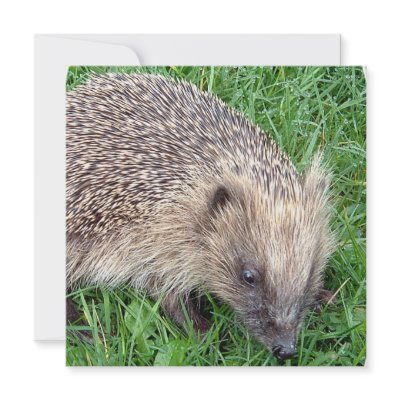 Baby Hedgehog Invitations by WildlifeAnimals