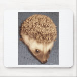 baby hedgehog mouse pads
