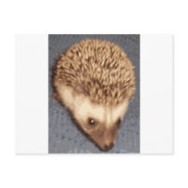 baby hedgehog postcards by cthedgehogs baby hedgehog postcards