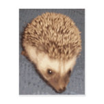 baby hedgehog postcards