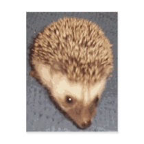 baby hedgehog postcards by cthedgehogs baby hedgehog postcards